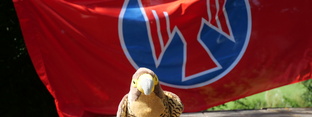Stofffalke sitzt vor rot-blauer Falkenfahne