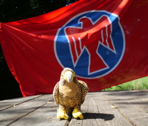 Stofffalke sitzt vor rot-blauer Falkenfahne